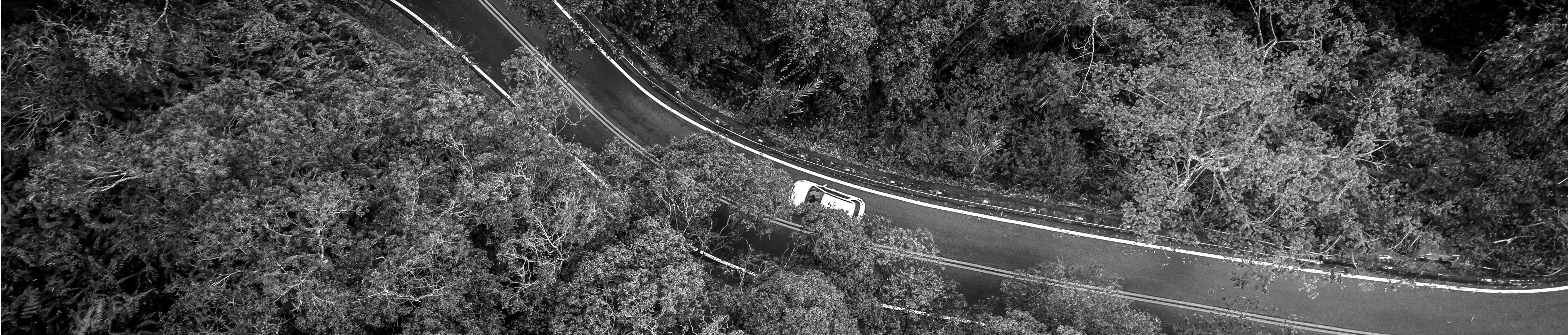 Car driving along winding tree-line road